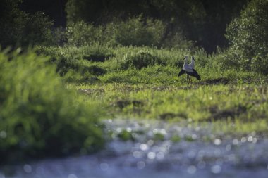 Yeşil çayırdaki leylek