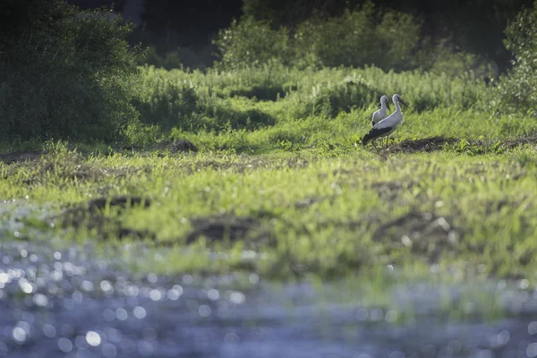 Yeşil çayırdaki leylek