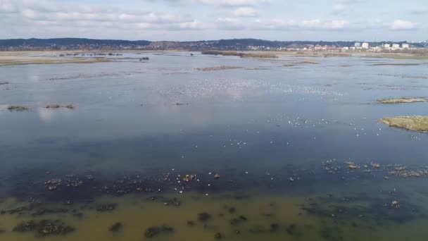 Luftaufnahmen Rastplatz Von Wasservögeln Auf Überfluteten Feldern — Stockvideo