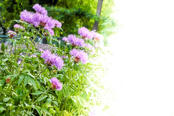 Rosa Blommor Med Plats För Text — Stockfoto