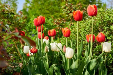       Ilık bahar gününde laleler                         