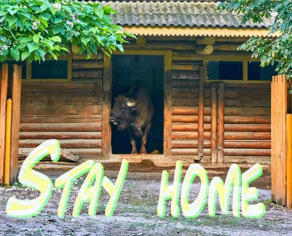 Quarantine Bison Resta Casa — Foto Stock