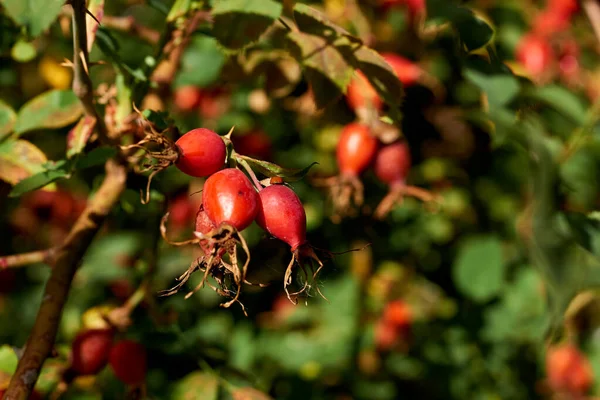 Piękny Żywy Różany Hip Berry Ciepły Letni Dzień — Zdjęcie stockowe