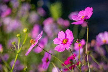 flores hermosas cosmos.
