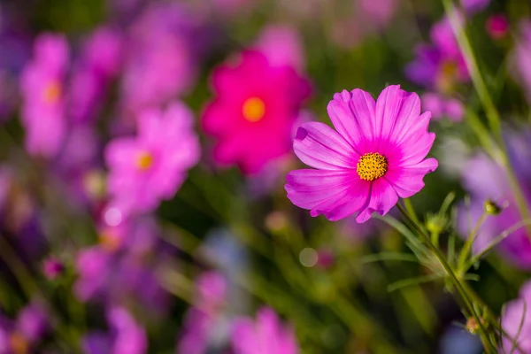 Lindas flores Cosmos . — Fotografia de Stock