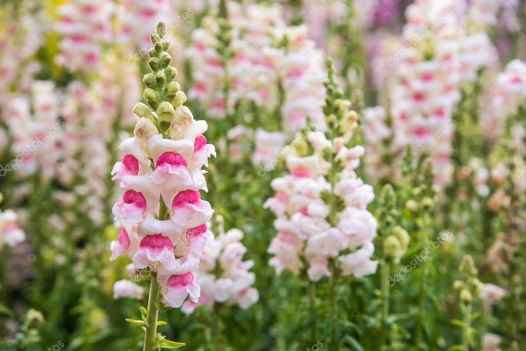 Antirrhinum majus flower. — Stock Photo © nuwatphoto