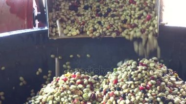 Soyucu çiğ kahve çekirdekleri.