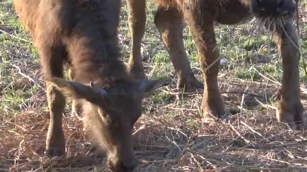 Stäng upp baby vattenbuffel tugga halm. — Stockvideo