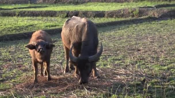 Agua Buffalo masticar paja . — Vídeos de Stock