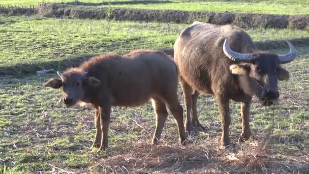 Vattenbuffel tugga halm. — Stockvideo