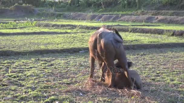 Vattenbuffel tugga halm. — Stockvideo