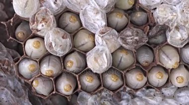 Larva eşekarısı eşekarısı yuvası içinde.
