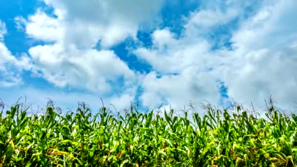 Landschap hemel met bewegende wolken. — Stockvideo