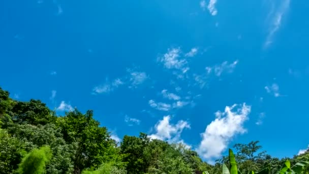 Nuages de mouvement sur l'arbre . — Video