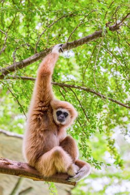 Beyaz yanaklı gibbon.
