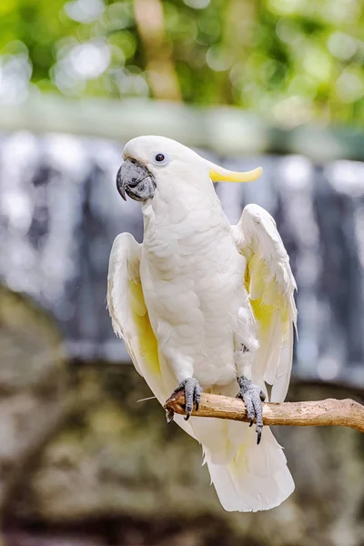 Cacatua de crista amarela — Fotografia de Stock