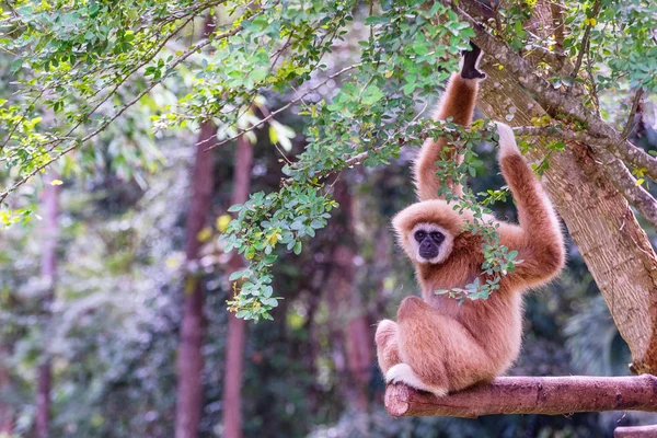 Bílými tvářemi gibbon. — Stock fotografie