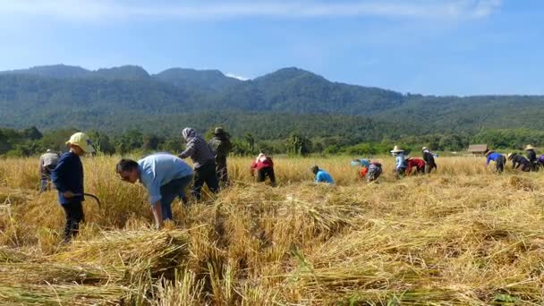 Chiang Mai Tailandia Diciembre 2017 Los Agricultores Cosechan Arroz Por — Vídeos de Stock