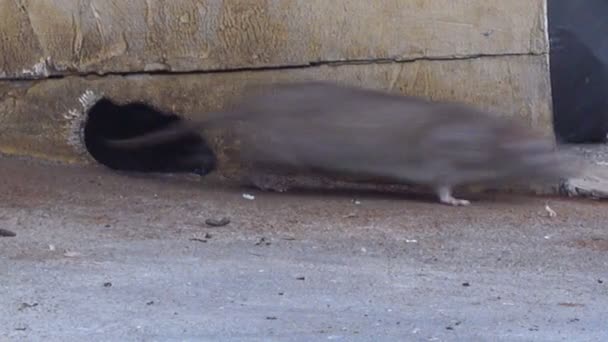 Rat Passant Par Des Trous Dans Mur Pour Trouver Nourriture — Video