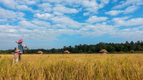 ビデオの の時間経過 雲のコテージとかかし田舎村チェンマイ タイで黄色い田んぼの上を移動 — ストック動画