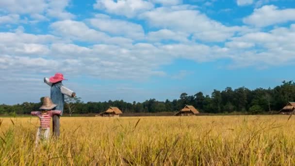 Wideo Time Lapse Chmura Przenoszenie Polach Ryż Żółty Domek Strach — Wideo stockowe