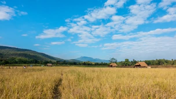 Відео Час Lapse Хмара Навівши Жовтий Рисових Полів Котедж Селі — стокове відео