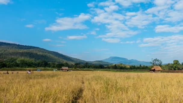 Video Time Lapse Cloud Moving Yellow Rice Fields Cottage Countryside — стоковое видео