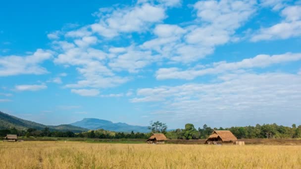 Video Zeitraffer Wolke Bewegt Sich Über Die Gelben Reisfelder Mit — Stockvideo
