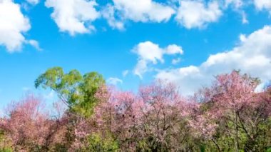 Zaman atlamalı, hareket beyaz bulutlar üzerinde yabani Himalaya kiraz (Prunus cerasoides) çiçeği ağaç bir arka plan için mavi gökyüzü karşı. Video 4k