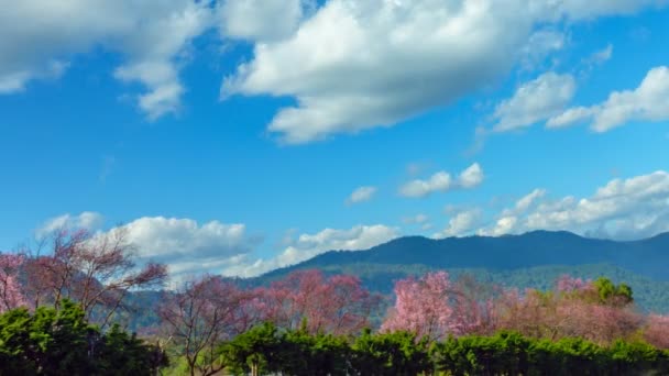 青空背景の野生ヒマラヤ桜の花 ヒマラヤザクラ ツリー上白い雲が動き 時間の経過 のビデオ カメラのパン — ストック動画