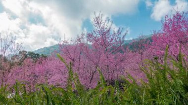 Zaman atlamalı, hareket beyaz bulutlar üzerinde yabani Himalaya kiraz (Prunus cerasoides) çiçeği ağaç Khun Chang Kian Köyü Chiang Mai, Tayland etrafında bir arka plan için mavi gökyüzü karşı. Video 4k