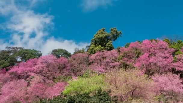 チェンマイ タイでクン チャーン キアン村周辺の背景に野生ヒマラヤ桜の花 ヒマラヤザクラ 木の上の青い空を背景白い雲が動き 時間の経過 のビデオ カメラのパン — ストック動画