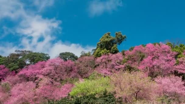 치앙마이 태국에서 Khun 배경에 히말라야 벚나무의 벚나무 Cerasoides 나무에 하늘에 — 비디오