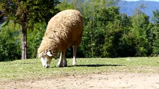Овцы Жуют Траву Лугу Дои Интанон Чиангмай Таиланд — стоковое видео