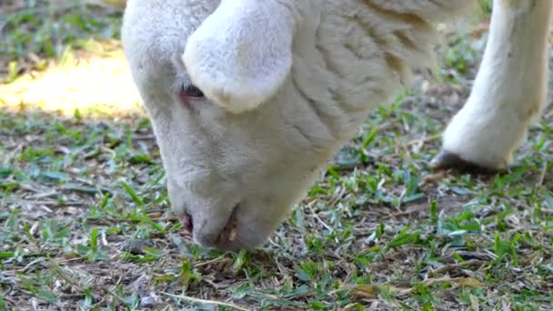 在草地上啃草的羔羊的头 — 图库视频影像