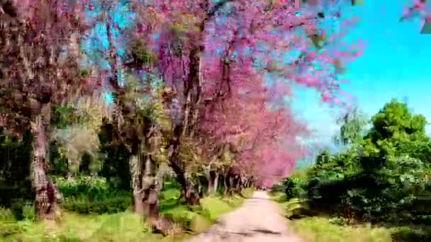 Hyperlapse Landskap Blossom Vilda Himalayan Körsbär Prunus Cerasoides Träd Chiangmai — Stockvideo