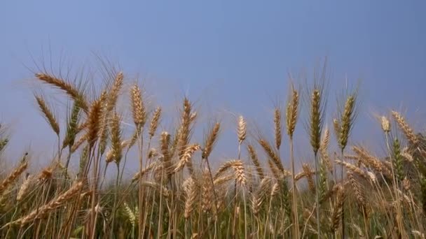 Orge mûre sur le terrain au début de l'été saluant le vent 