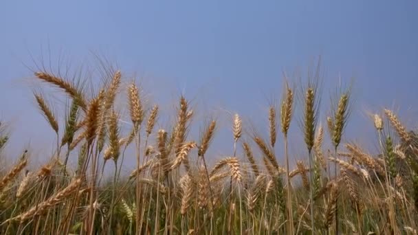 Cebada Madura Campo Principios Verano Ondeando Viento — Vídeos de Stock