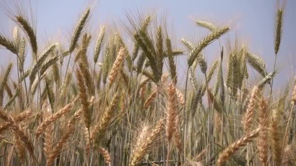 Ripe Barley Field Early Summer Waving Wind Slow Motion — Stock Video