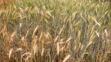 Erken yaz ağır çekimde rüzgarda sallayarak alanında olgun arpa.