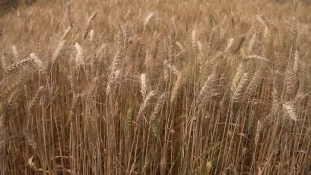初夏麦田中的成熟大麦在缓慢的运动中挥舞着风 — 图库视频影像