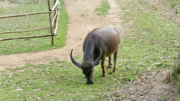 Agua Buffalo Masticar Paja Campo Tierras Rurales — Vídeos de Stock