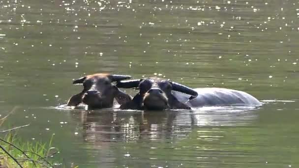 水遊びと田舎の農地の池で冷却ウォーター バッファロー — ストック動画