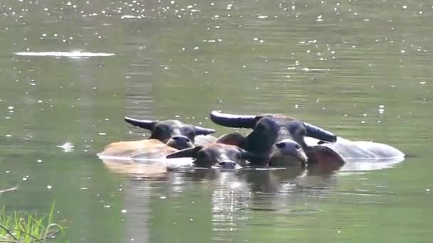 水遊びと田舎の農地の池で冷却ウォーター バッファロー — ストック動画