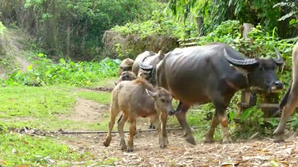 Vattenbuffel Tillbaka Till Landsbygden Jordbruksmarken — Stockvideo