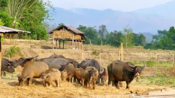 Water Buffalo Chew Straw Field Countryside Farmland — Stock Video