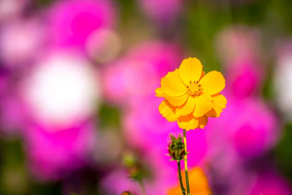 Hermosas flores Cosmos . — Foto de Stock