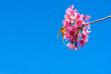 Vahşi Himalaya Kirazı 'nın Çiçeği (Prunus cerasoides) veya Giant ti