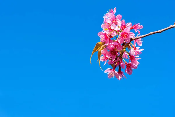 Flor de cerezo salvaje del Himalaya (Prunus cerasoides) o Giant ti —  Fotos de Stock