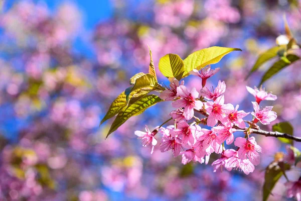 Flor de cerezo salvaje del Himalaya (Prunus cerasoides) o Giant ti —  Fotos de Stock